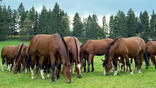 Inventaire du patrimoine des Franches-Montagnes